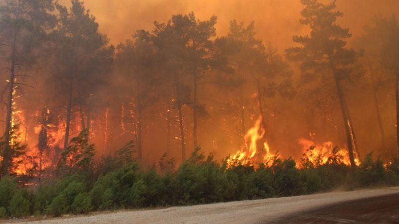 Orman Mühendisi Cihan Erdönmez, Yanan Ormanların Nasıl Ağaçlandırılması Gerektiğini Açıkladı