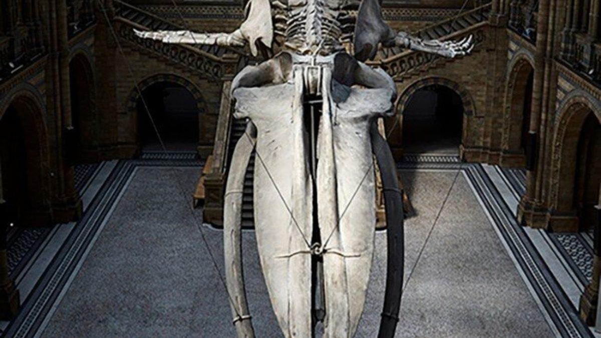 Sosyal Memelilerin Yalnız Yaşayanlardan Daha Hızlı Evrimleştiği Ortaya Çıktı