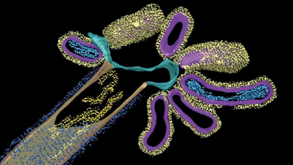 Grip Virüsü, Başka Bir Virüsle ’Hibrit Virüs’ Oluşturdu: Daha Ağır Geçen Bir Hastalığa Neden Oluyor