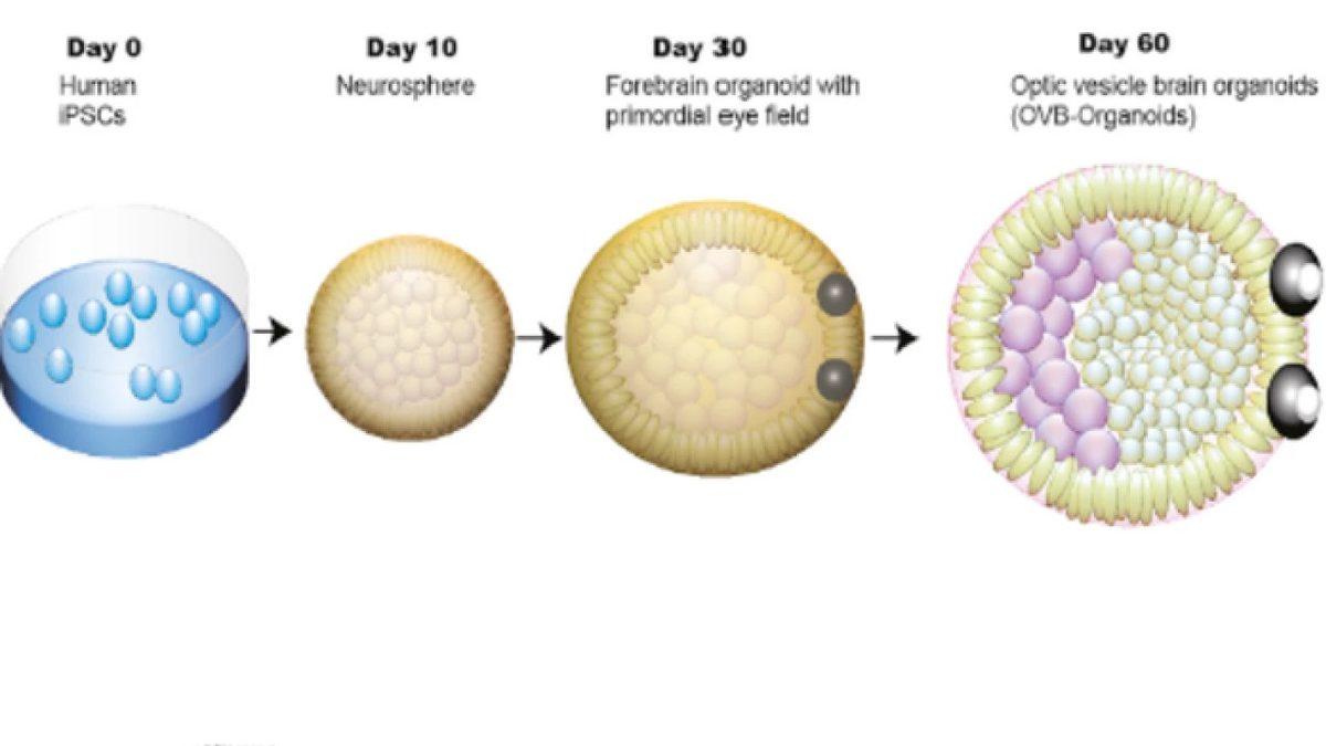 Tarihte İlk Kez Bir Yapay Beyin, Kendi ’Gözünü’ Geliştirdi: İşte Tüm Detaylar