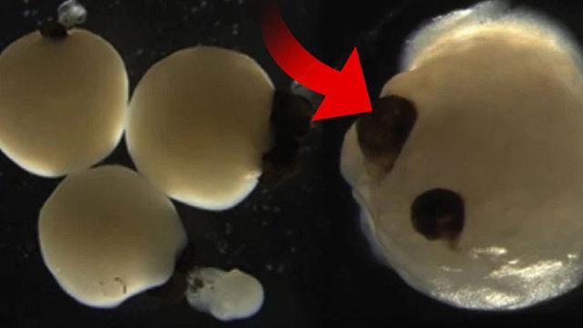 Tarihte İlk Kez Bir Yapay Beyin, Kendi ’Gözünü’ Geliştirdi: İşte Tüm Detaylar