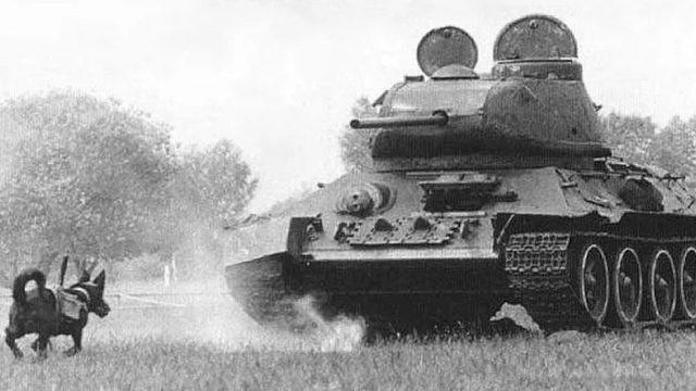 Meşhur "Pavlov’un Köpeği Deneyi" ile Nasıl Oldu da 2. Dünya Savaşı’nda 300 Tank Yok Edildi?