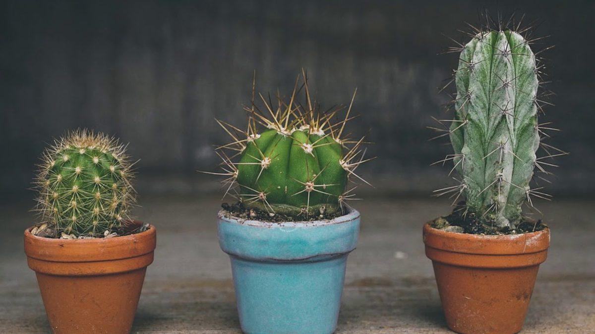Gerçek Bir Hayatta Kalma Ustası Olan Kaktüslerin Bakımı Nasıl Olmalı? Bilmeniz Gereken 6 Püf Noktayı Anlatıyoruz