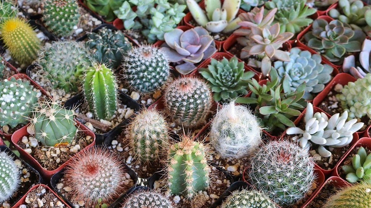 Gerçek Bir Hayatta Kalma Ustası Olan Kaktüslerin Bakımı Nasıl Olmalı? Bilmeniz Gereken 6 Püf Noktayı Anlatıyoruz
