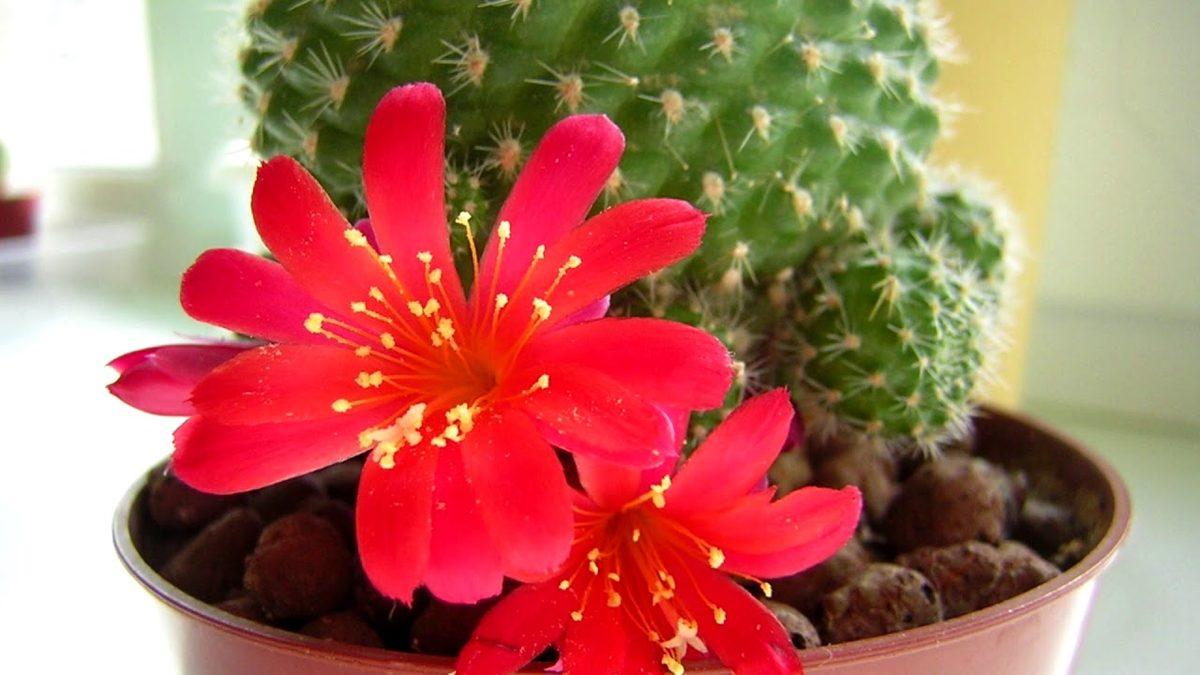 Gerçek Bir Hayatta Kalma Ustası Olan Kaktüslerin Bakımı Nasıl Olmalı? Bilmeniz Gereken 6 Püf Noktayı Anlatıyoruz