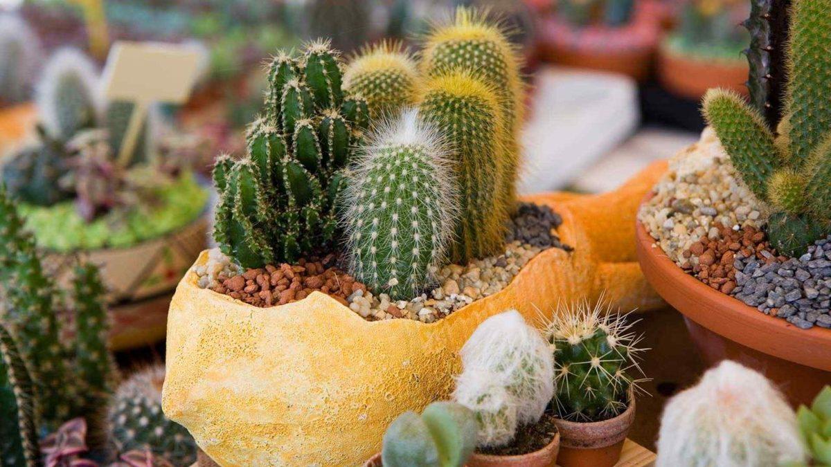 Gerçek Bir Hayatta Kalma Ustası Olan Kaktüslerin Bakımı Nasıl Olmalı? Bilmeniz Gereken 6 Püf Noktayı Anlatıyoruz