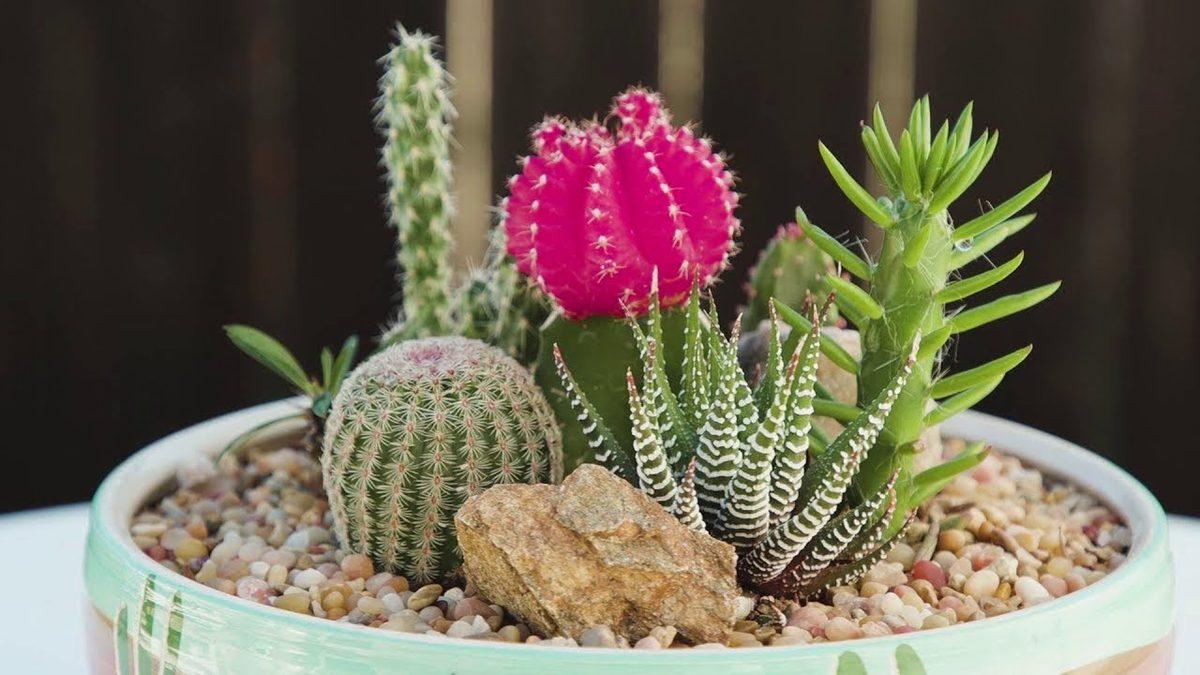 Gerçek Bir Hayatta Kalma Ustası Olan Kaktüslerin Bakımı Nasıl Olmalı? Bilmeniz Gereken 6 Püf Noktayı Anlatıyoruz