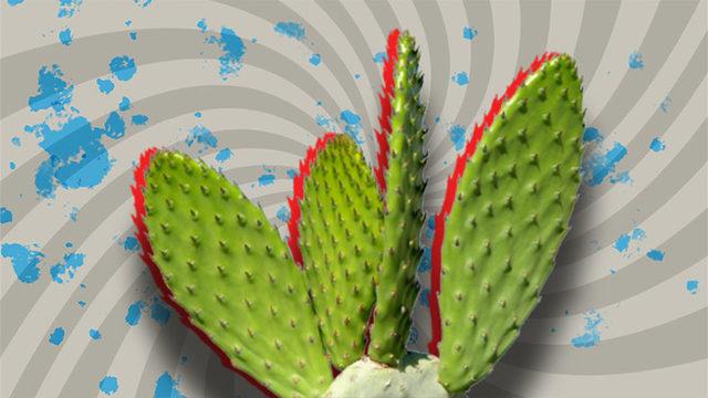 Gerçek Bir Hayatta Kalma Ustası Olan Kaktüslerin Bakımı Nasıl Olmalı? Bilmeniz Gereken 6 Püf Noktayı Anlatıyoruz