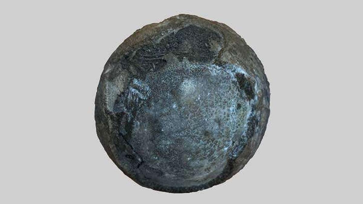 En Az 66 Milyon Yaşında Bir Kaplumbağa Yumurtası Bulundu: İçinde Embriyo da Var