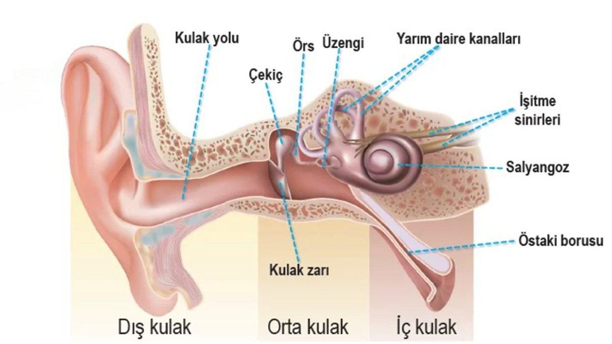 Ara Vermeden Dakikalarca Dönen Semazenler, Nasıl Oluyor da Baş Dönmesi ve Mide Bulantısı Yaşamıyor?