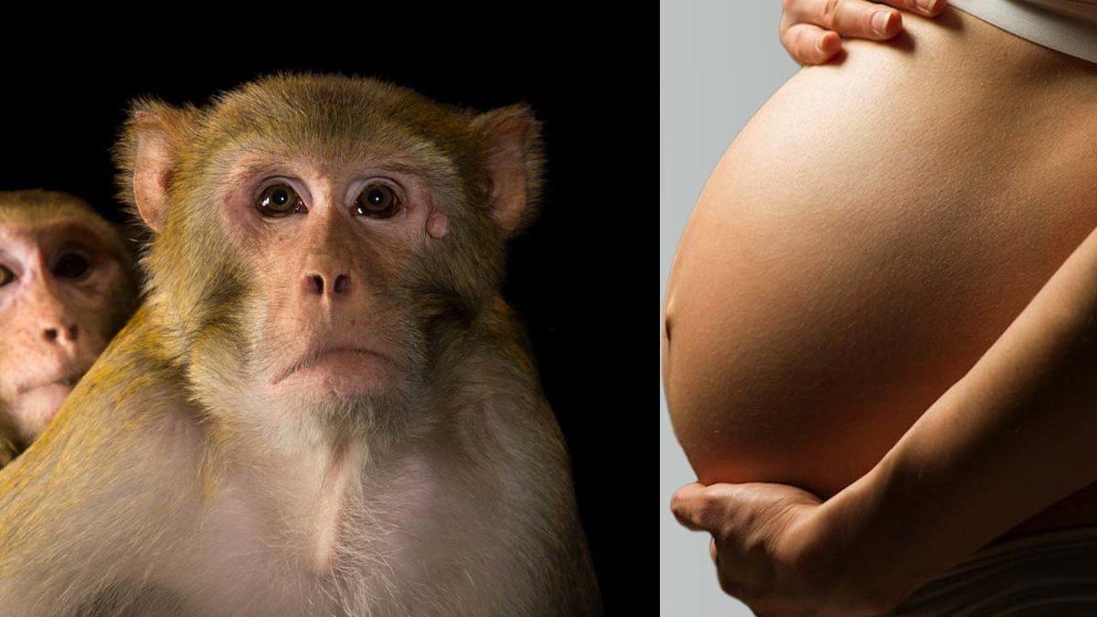 Hamileliğin Vücudu Kalıcı Olarak Değiştirdiği Keşfedildi: Peki Bu İnsanlar İçin de Geçerli mi?