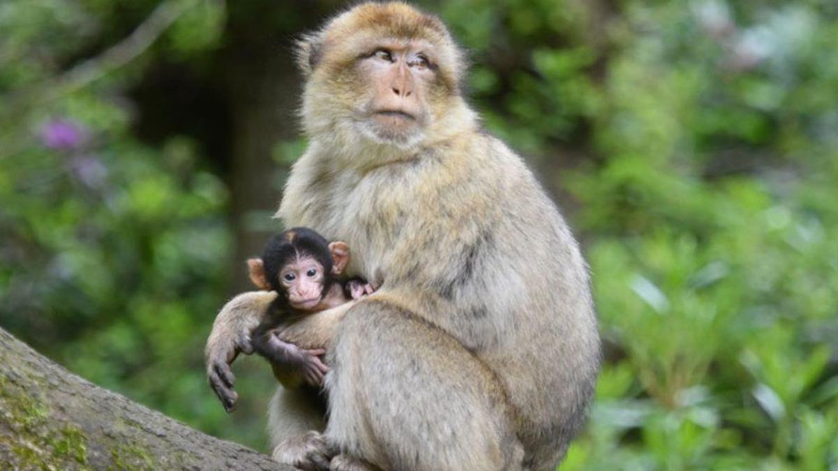 Hamileliğin Vücudu Kalıcı Olarak Değiştirdiği Keşfedildi: Peki Bu İnsanlar İçin de Geçerli mi?