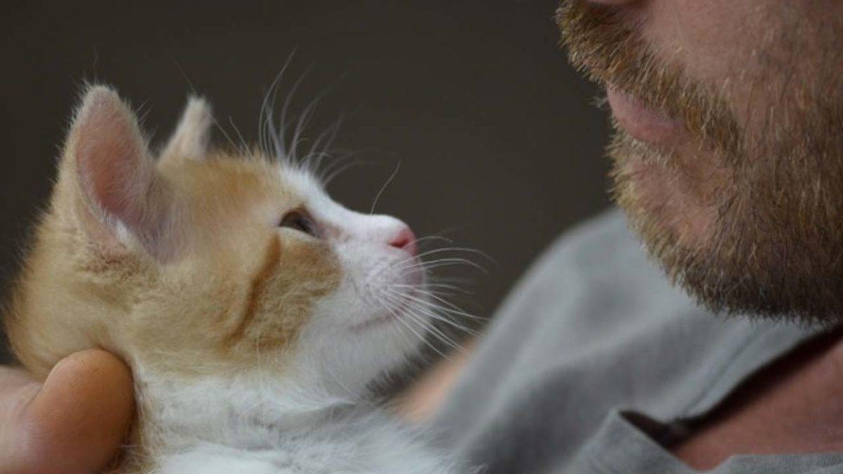 Kedilerin ’Delil’ Olabileceği Keşfedildi: Tüyleri Suçlu DNA’ları ile Dolu Olabilir