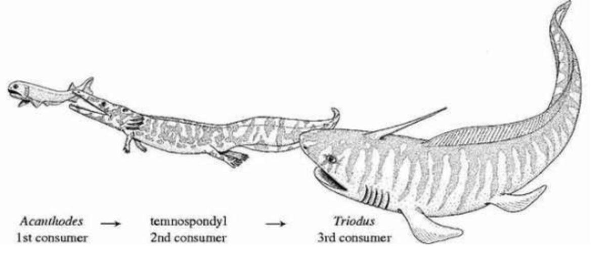 48 Milyon Yıllık Böcek Yemiş Kertenkeleyi Yiyen Yılan Fosili
