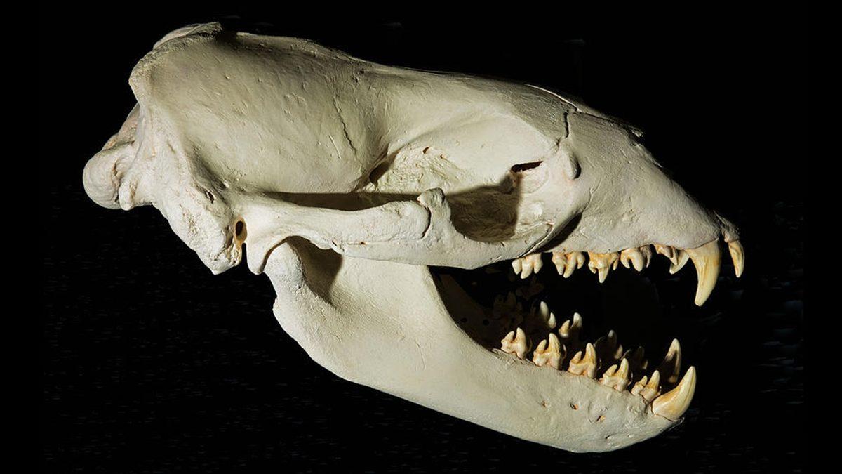 Tuhaf Görünümlü Bu Kafataslarının Hangi Canlılara Ait Olduğunu Bilebilir misin? [Test]