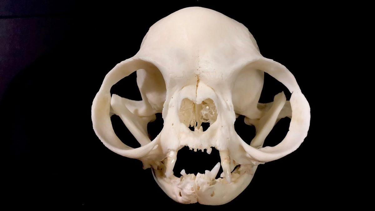 Tuhaf Görünümlü Bu Kafataslarının Hangi Canlılara Ait Olduğunu Bilebilir misin? [Test]