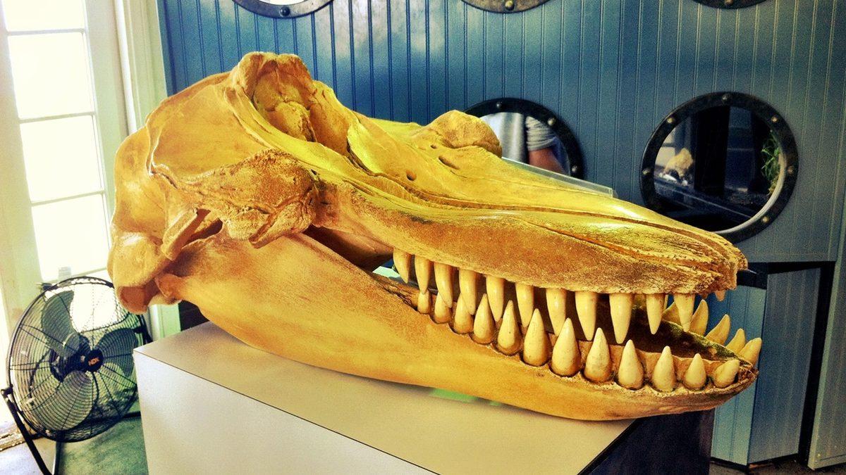 Tuhaf Görünümlü Bu Kafataslarının Hangi Canlılara Ait Olduğunu Bilebilir misin? [Test]