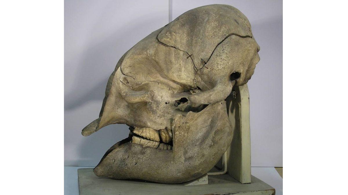 Tuhaf Görünümlü Bu Kafataslarının Hangi Canlılara Ait Olduğunu Bilebilir misin? [Test]