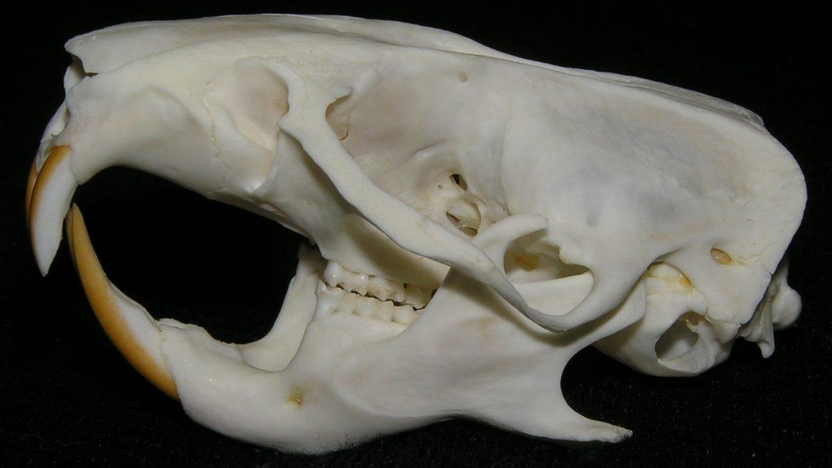 Tuhaf Görünümlü Bu Kafataslarının Hangi Canlılara Ait Olduğunu Bilebilir misin? [Test]