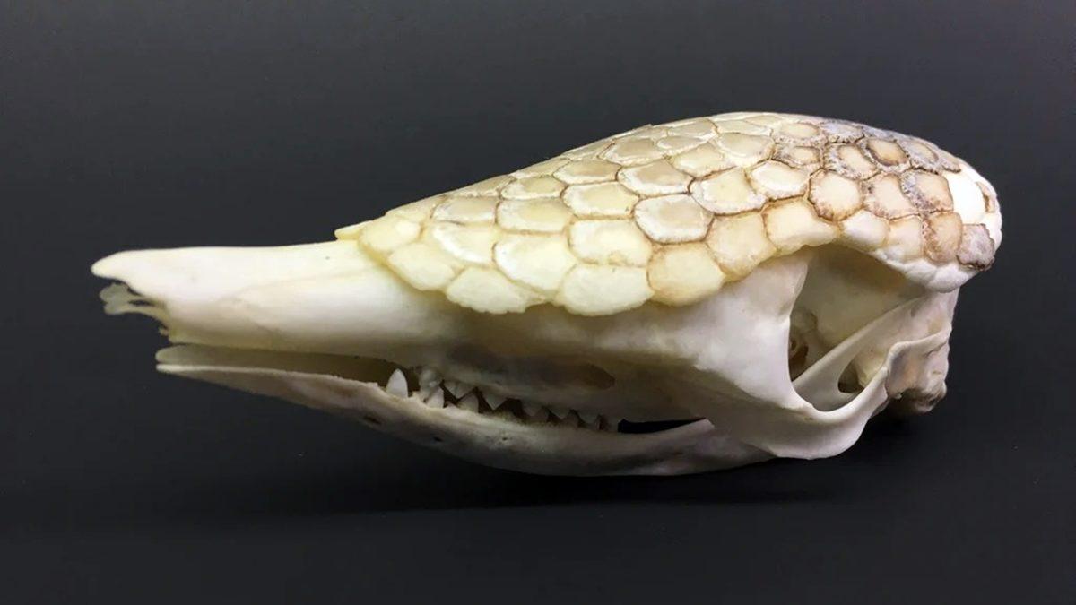 Tuhaf Görünümlü Bu Kafataslarının Hangi Canlılara Ait Olduğunu Bilebilir misin? [Test]