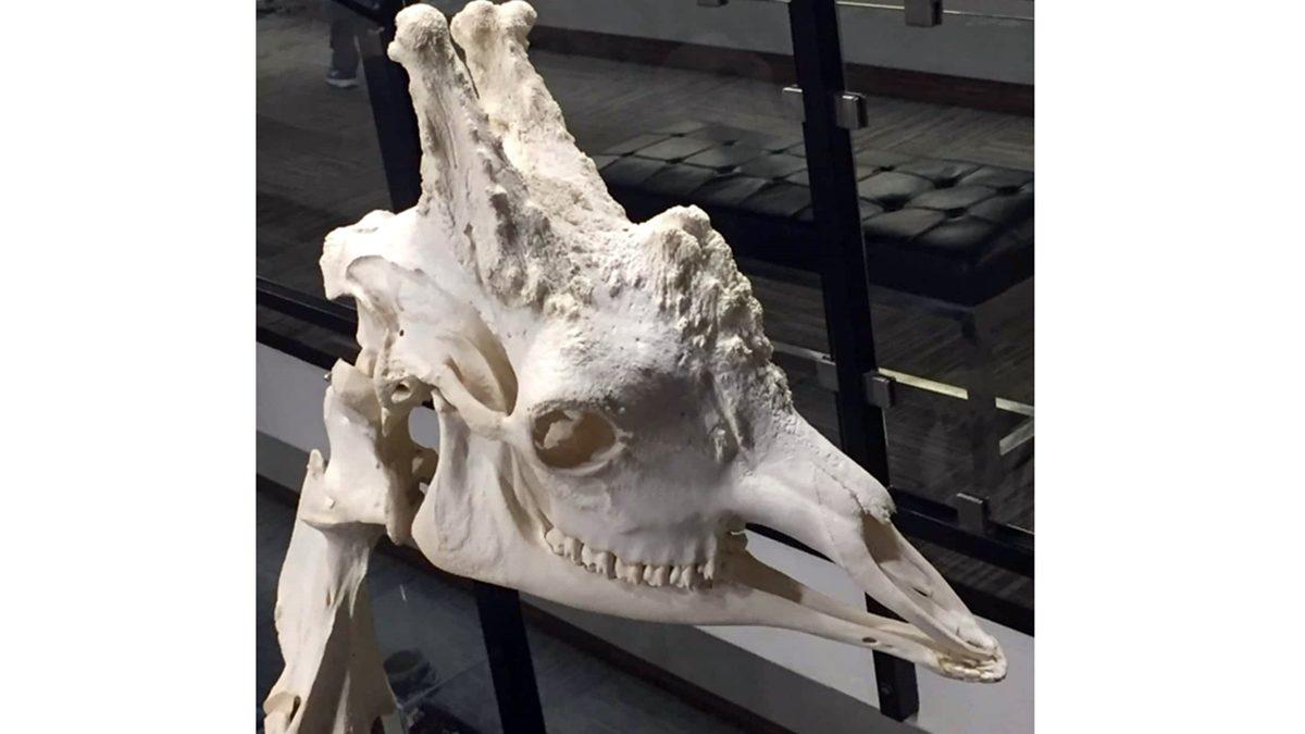 Tuhaf Görünümlü Bu Kafataslarının Hangi Canlılara Ait Olduğunu Bilebilir misin? [Test]