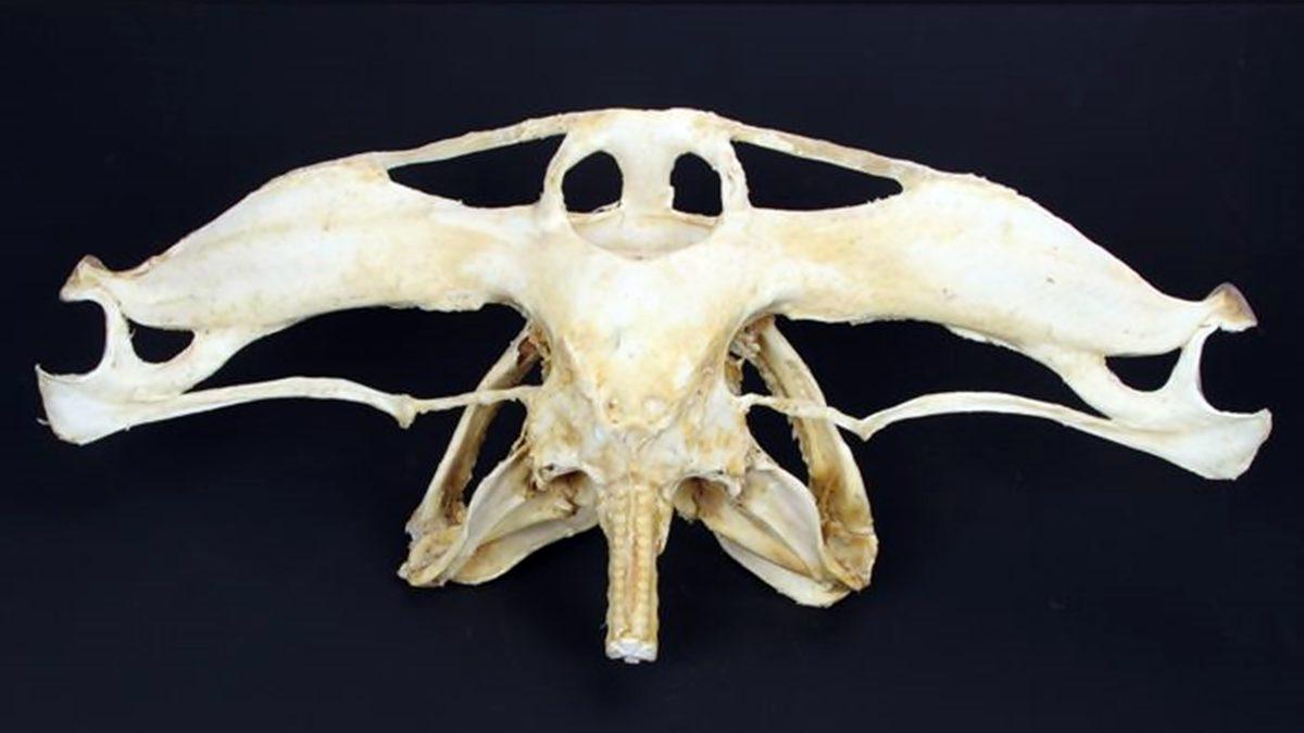 Tuhaf Görünümlü Bu Kafataslarının Hangi Canlılara Ait Olduğunu Bilebilir misin? [Test]
