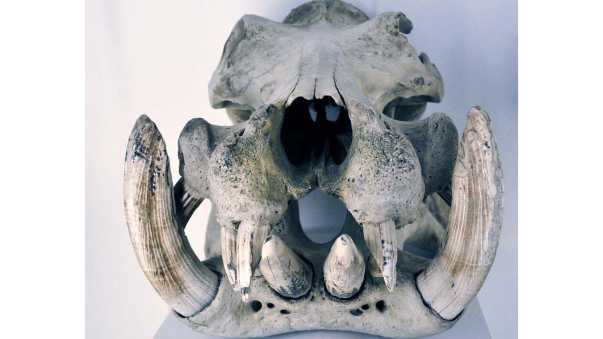 Tuhaf Görünümlü Bu Kafataslarının Hangi Canlılara Ait Olduğunu Bilebilir misin? [Test]