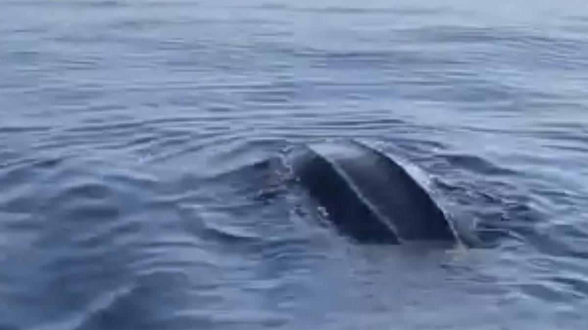 Deri Sırtlı Deniz Kaplumbağası Türkiye’de İlk Kez Canlı Olarak Görüntülendi