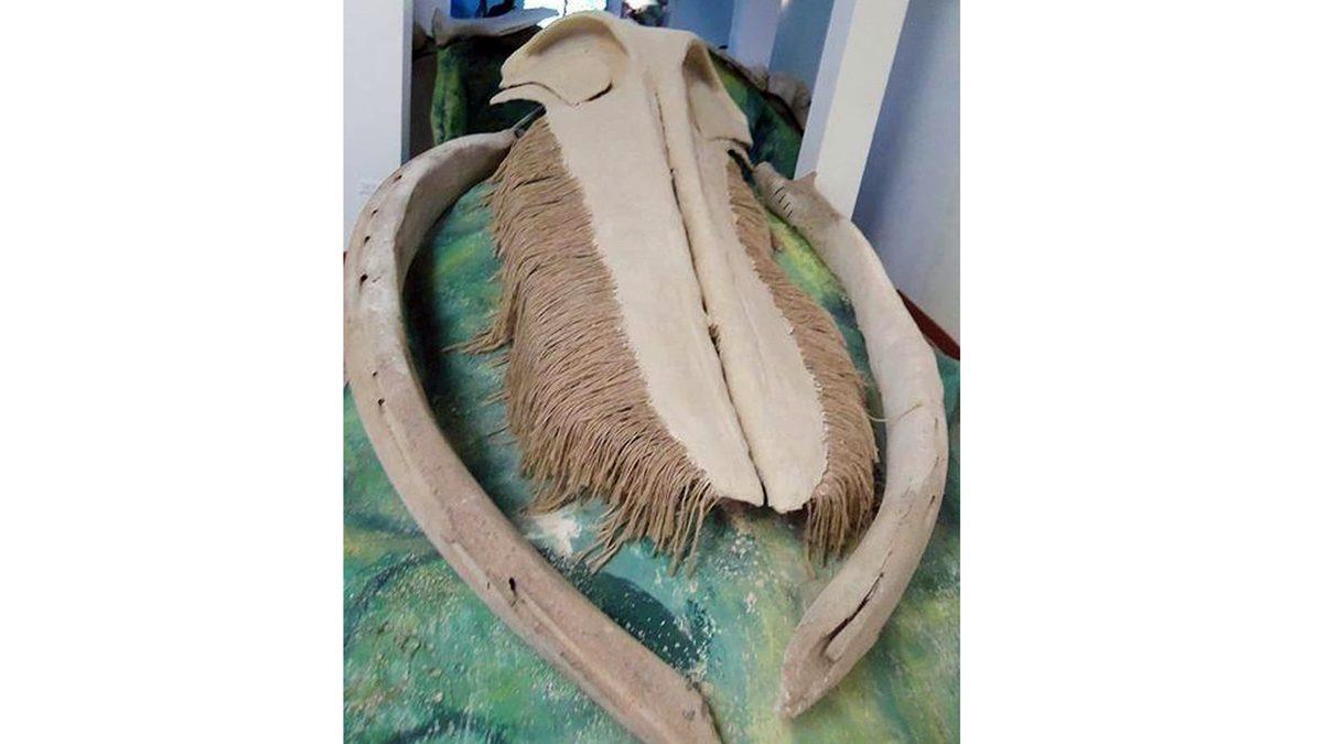 Tuhaf Görünümlü Bu Kafataslarının Hangi Canlılara Ait Olduğunu Bilebilir misin? [Test]