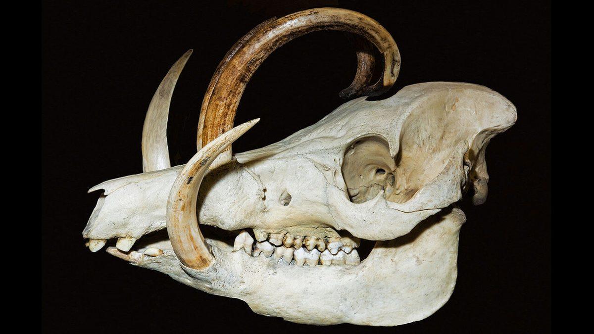 Tuhaf Görünümlü Bu Kafataslarının Hangi Canlılara Ait Olduğunu Bilebilir misin? [Test]