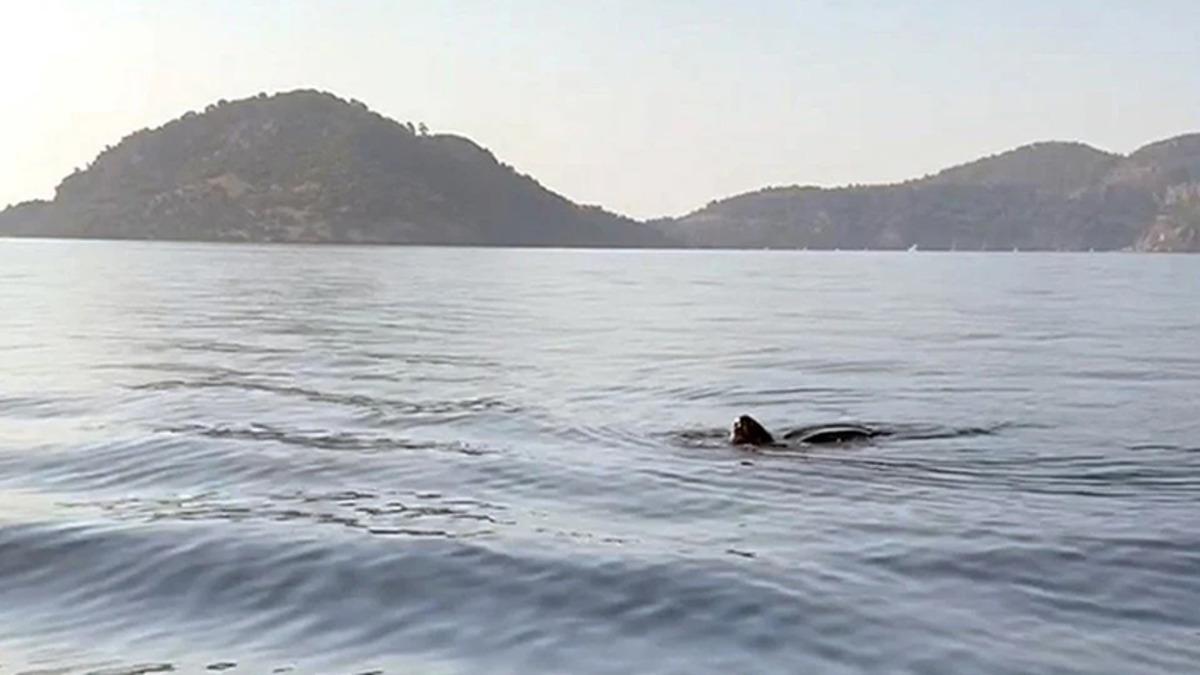 Deri Sırtlı Deniz Kaplumbağası Türkiye’de İlk Kez Canlı Olarak Görüntülendi