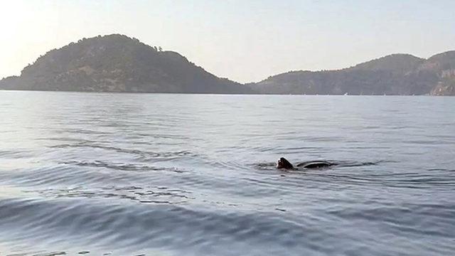 Deri Sırtlı Deniz Kaplumbağası Türkiye’de İlk Kez Canlı Olarak Görüntülendi