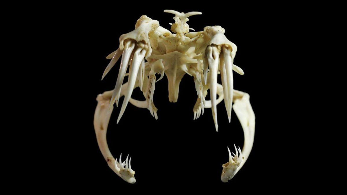 Tuhaf Görünümlü Bu Kafataslarının Hangi Canlılara Ait Olduğunu Bilebilir misin? [Test]