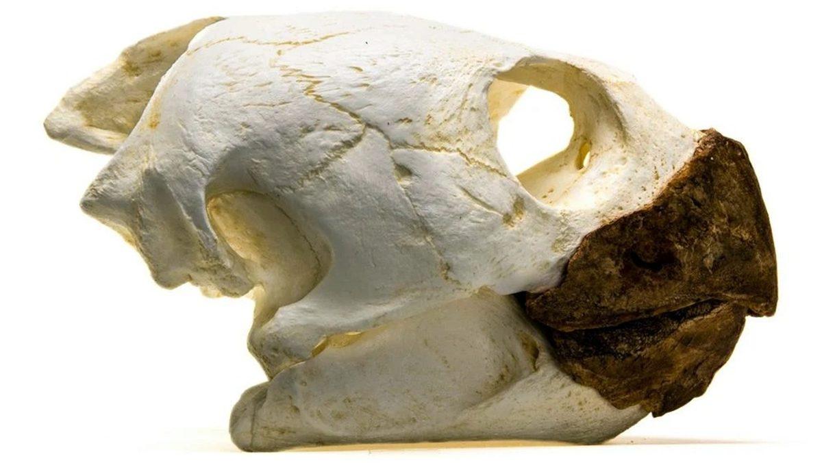 Tuhaf Görünümlü Bu Kafataslarının Hangi Canlılara Ait Olduğunu Bilebilir misin? [Test]