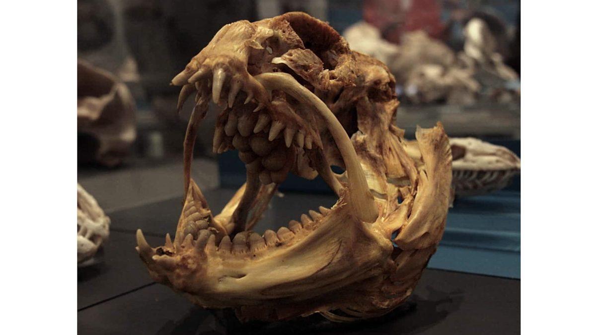 Tuhaf Görünümlü Bu Kafataslarının Hangi Canlılara Ait Olduğunu Bilebilir misin? [Test]