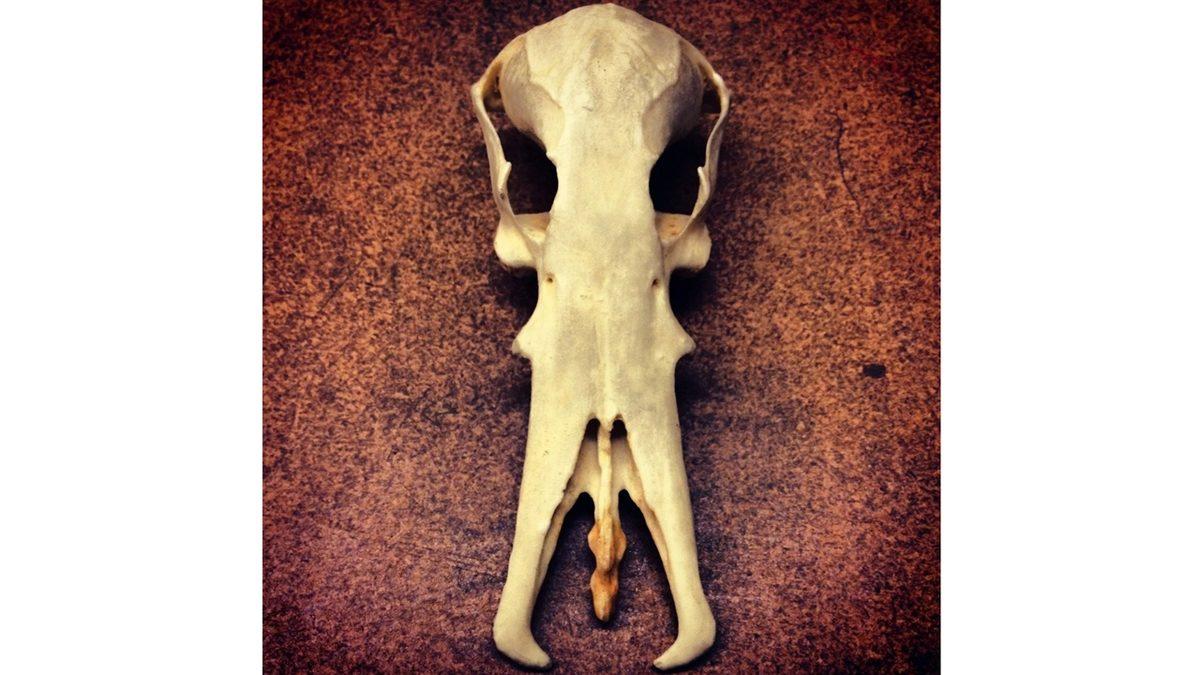 Tuhaf Görünümlü Bu Kafataslarının Hangi Canlılara Ait Olduğunu Bilebilir misin? [Test]