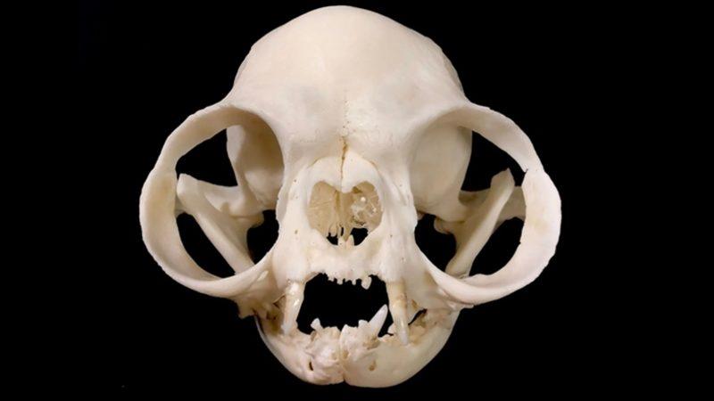 Tuhaf Görünümlü Bu Kafataslarının Hangi Canlılara Ait Olduğunu Bilebilir misin? [Test]
