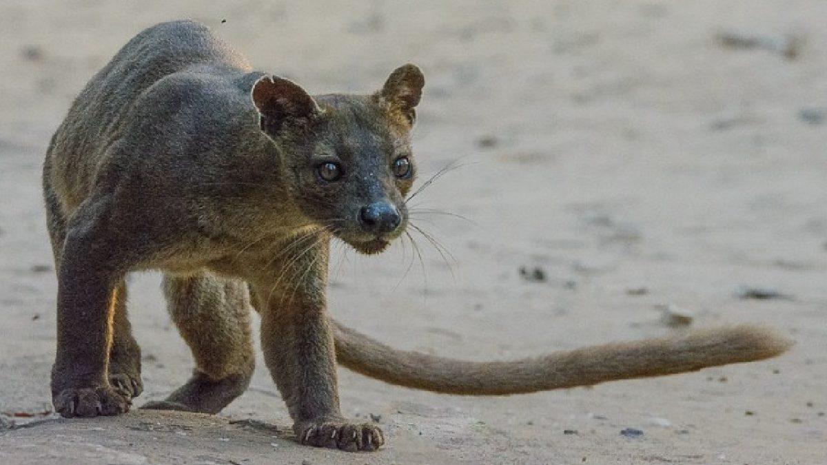 Ne Kedi Ne de Gelincik... Farelerle Akraba Olduğu Bile Söylenen İlginç Bir ’Kedimsi’ Türü: Fossa