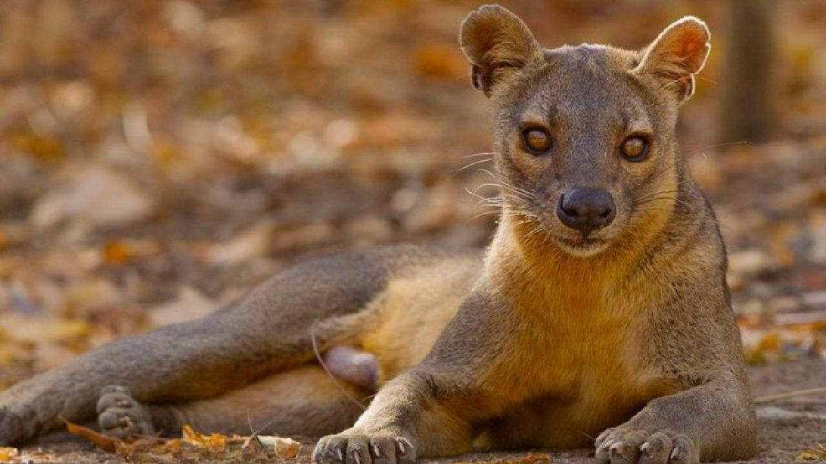Ne Kedi Ne de Gelincik... Farelerle Akraba Olduğu Bile Söylenen İlginç Bir ’Kedimsi’ Türü: Fossa