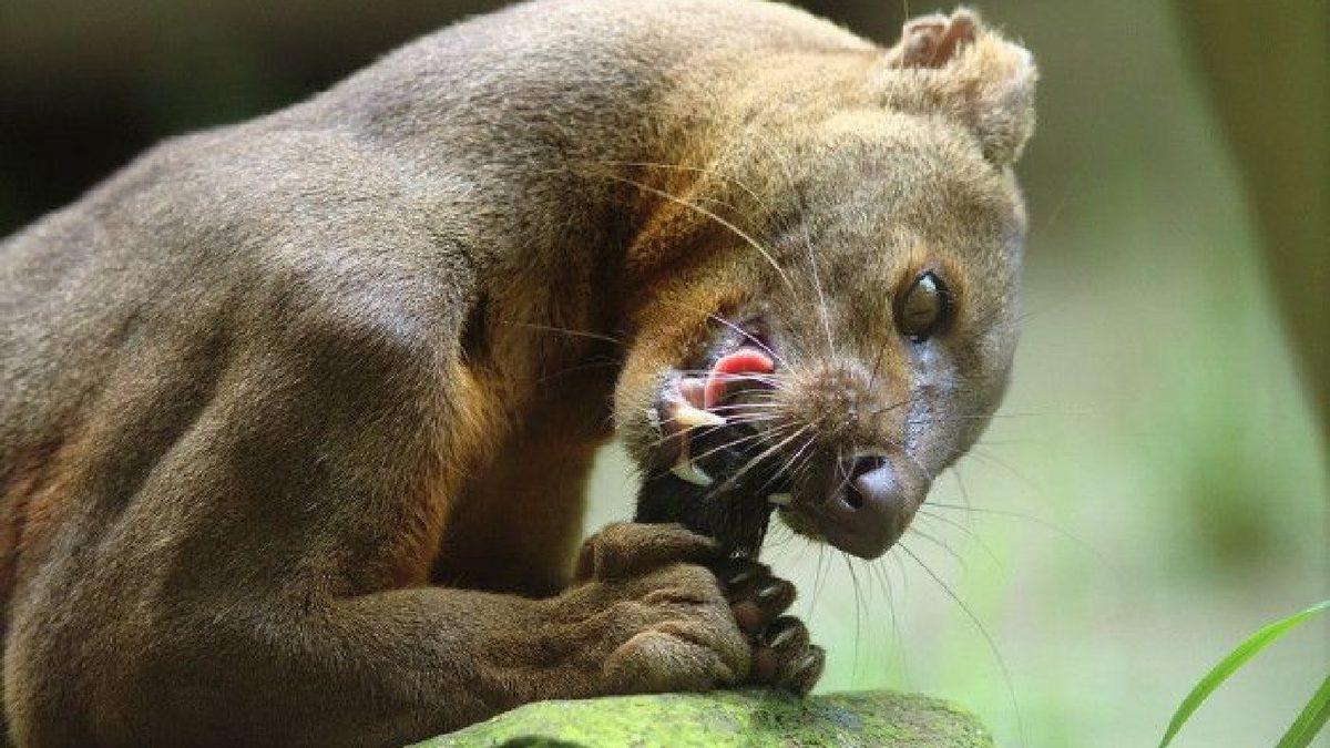 Ne Kedi Ne de Gelincik... Farelerle Akraba Olduğu Bile Söylenen İlginç Bir ’Kedimsi’ Türü: Fossa