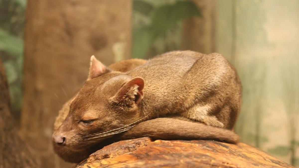 Ne Kedi Ne de Gelincik... Farelerle Akraba Olduğu Bile Söylenen İlginç Bir ’Kedimsi’ Türü: Fossa