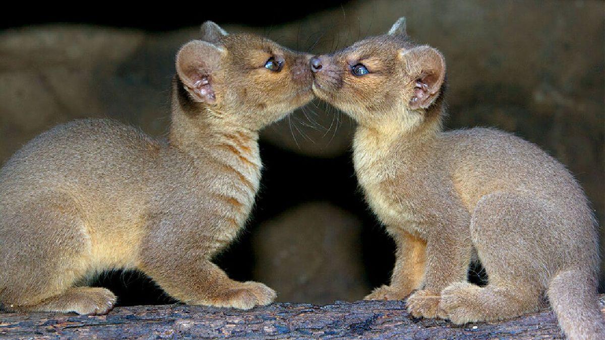 Ne Kedi Ne de Gelincik... Farelerle Akraba Olduğu Bile Söylenen İlginç Bir ’Kedimsi’ Türü: Fossa