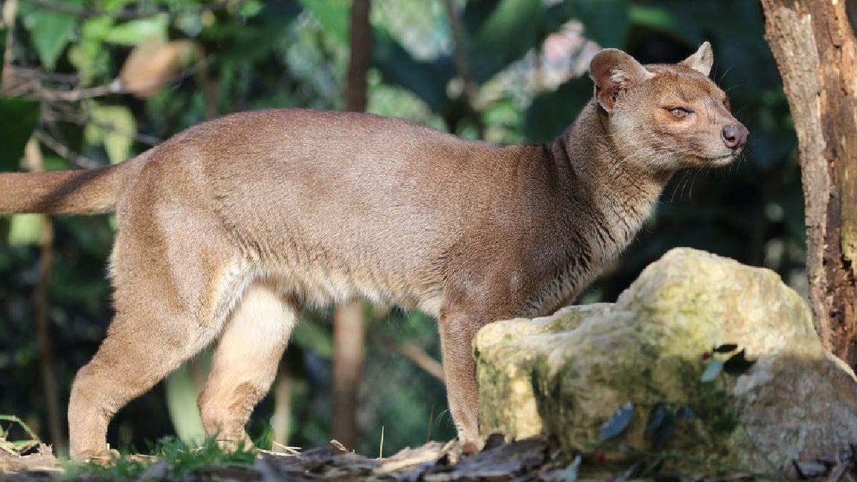 Ne Kedi Ne de Gelincik... Farelerle Akraba Olduğu Bile Söylenen İlginç Bir ’Kedimsi’ Türü: Fossa
