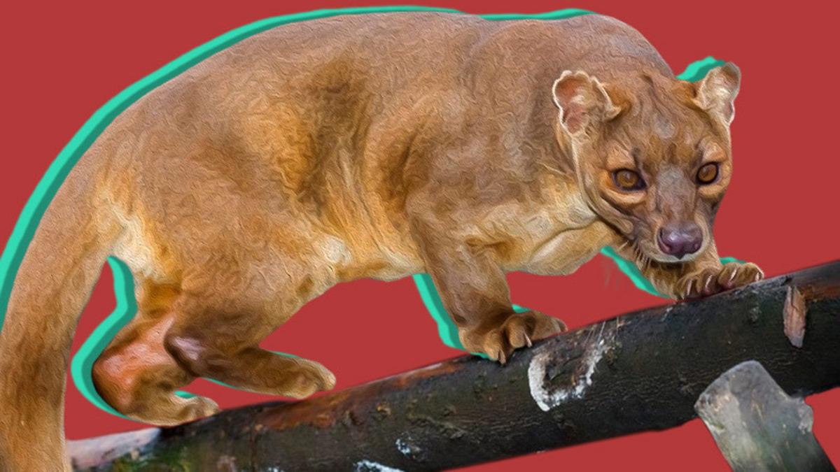 Ne Kedi Ne de Gelincik... Farelerle Akraba Olduğu Bile Söylenen İlginç Bir ’Kedimsi’ Türü: Fossa