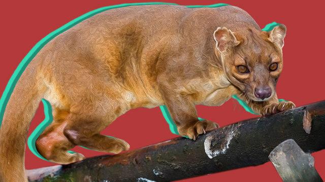 Ne Kedi Ne de Gelincik... Farelerle Akraba Olduğu Bile Söylenen İlginç Bir ’Kedimsi’ Türü: Fossa