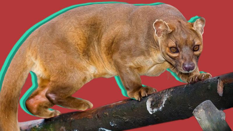 Ne Kedi Ne de Gelincik... Farelerle Akraba Olduğu Bile Söylenen İlginç Bir ’Kedimsi’ Türü: Fossa