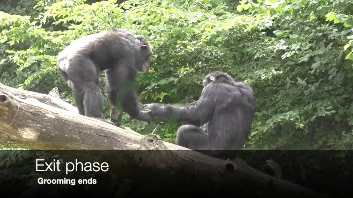 Şempanzelerin ve Bonoboların Birbirleriyle Tıpkı ’İnsanlar Gibi Selamlaştığı’ Keşfedildi