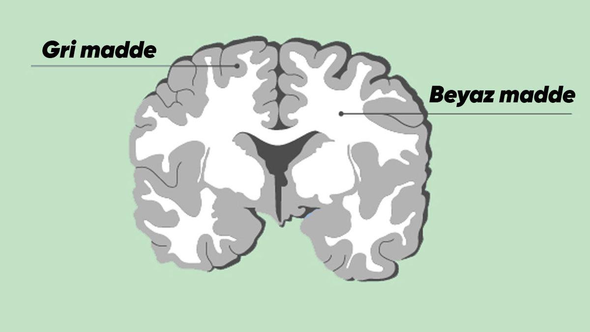 Gençlerin Beyin Gelişimiyle Uyanık Oldukları Saatler Arasında Bir Bağlantı Keşfedildi