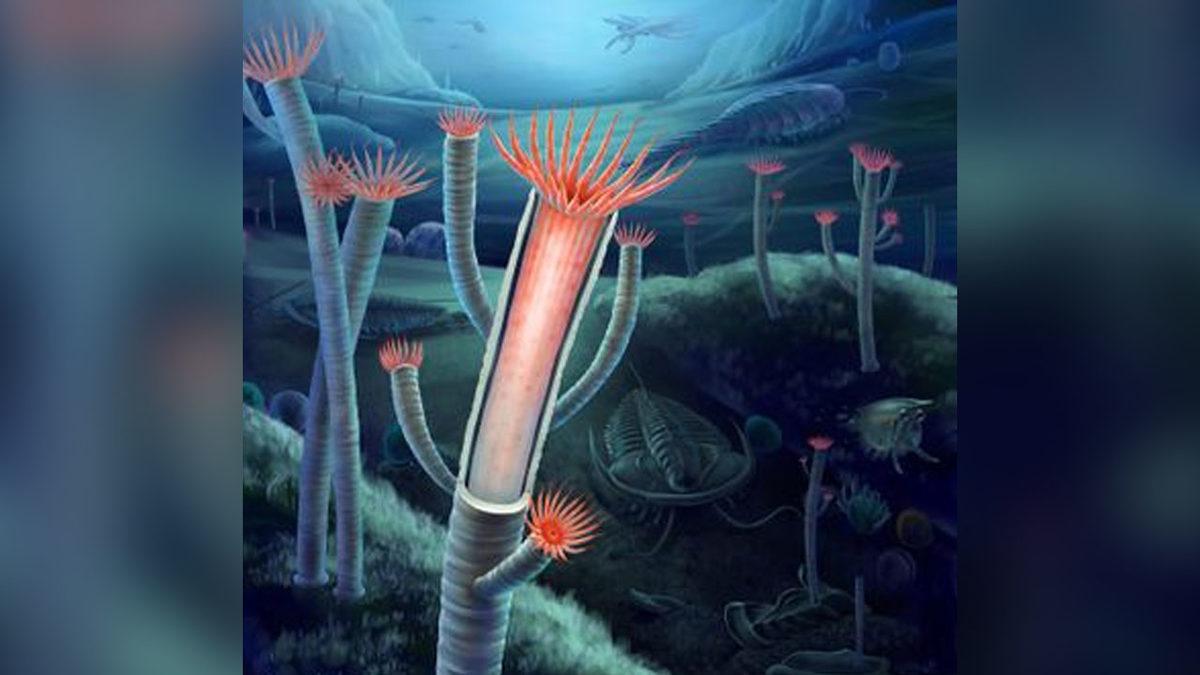 500 Milyon Yıllık Bir Fosil, Evrimin Sırrını Ortaya Çıkarmış Olabilir