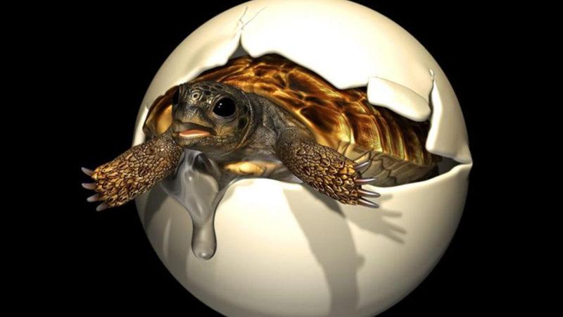 Dinozorlar Döneminde Yaşamış İnsan Boylu Dev Kaplumbağaya Ait Bir Yumurta Bulundu